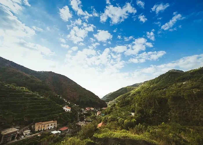 Bouganville